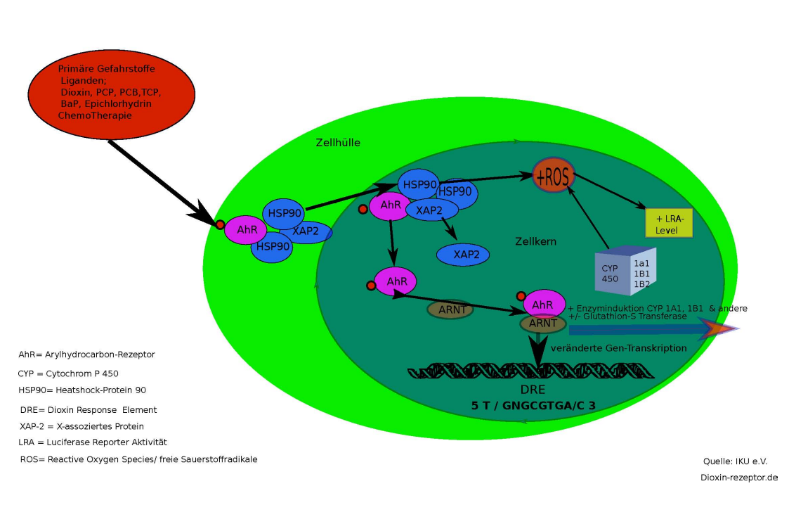 Start_AhR_siganalling_pathway