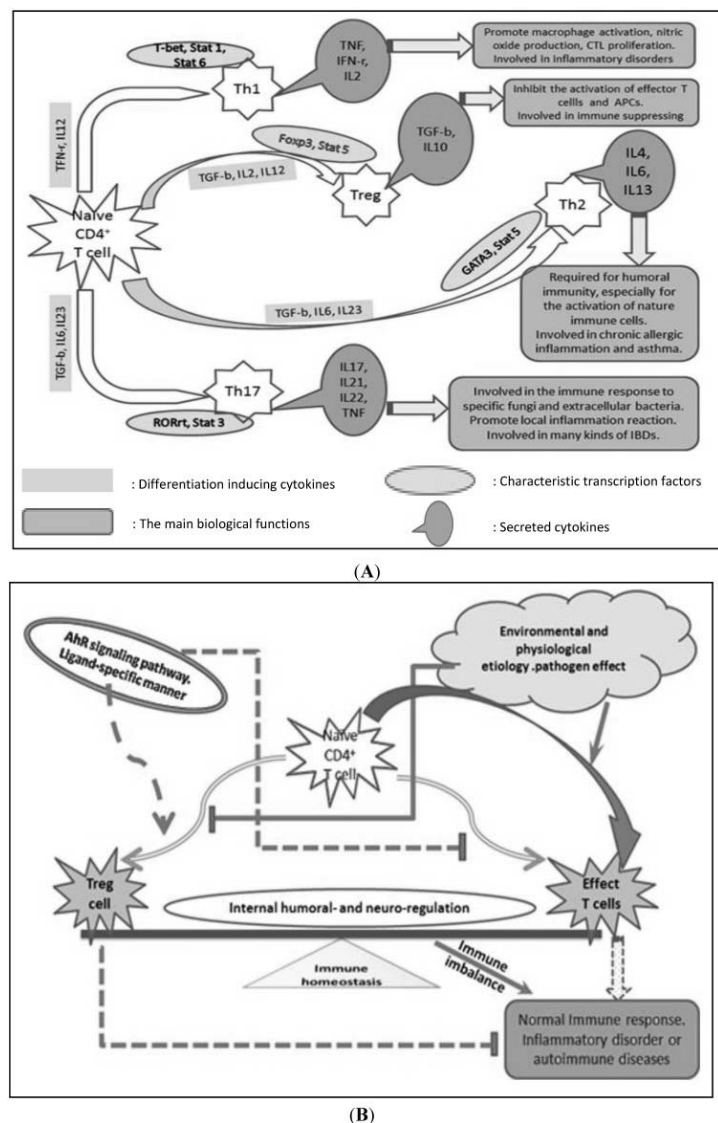 ahr_role_in_autoimmune_regulation